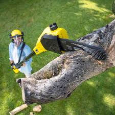 Best Tree Preservation Services  in Pigeon Forge, TN